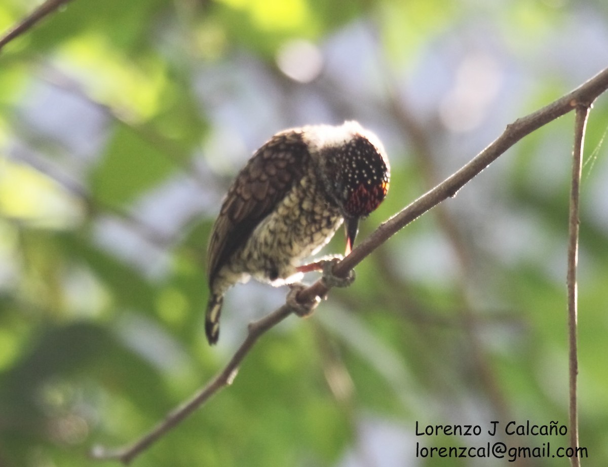Scaled Piculet - ML219348891