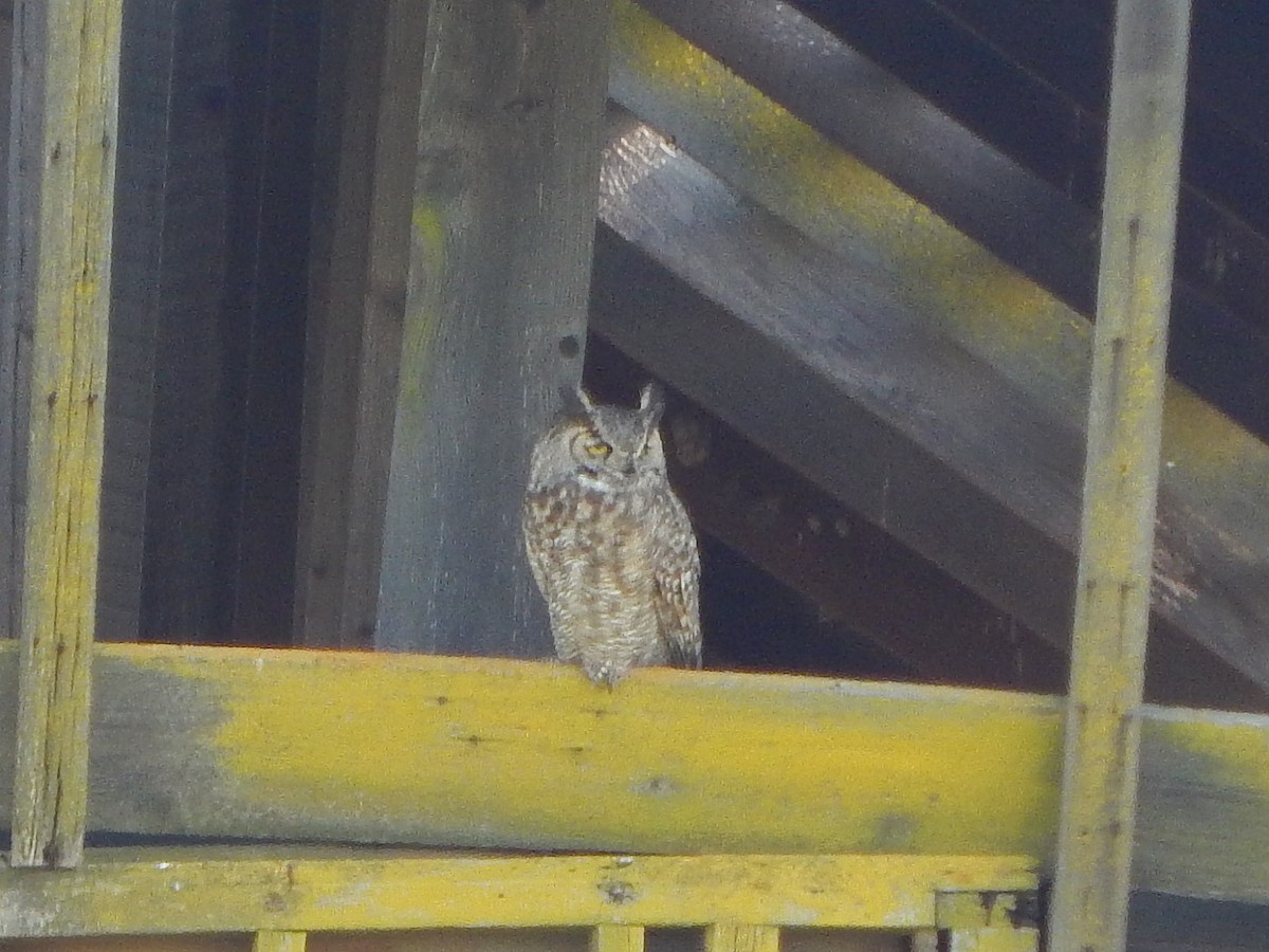 Great Horned Owl - ML219351191