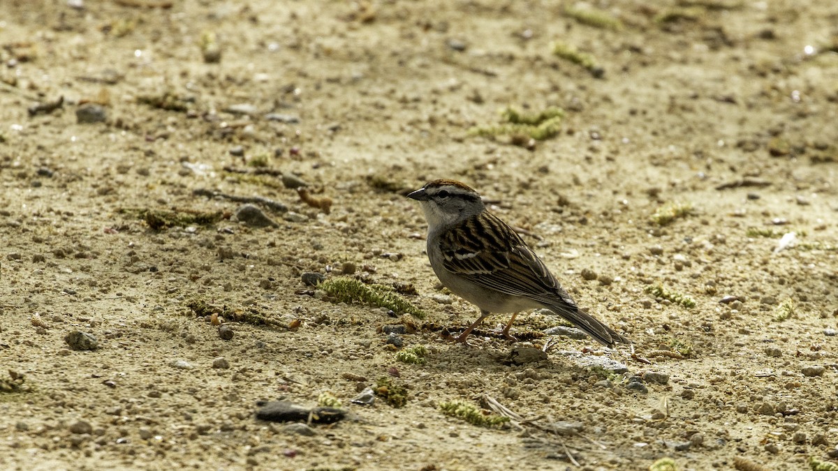 Chipping Sparrow - ML219354271