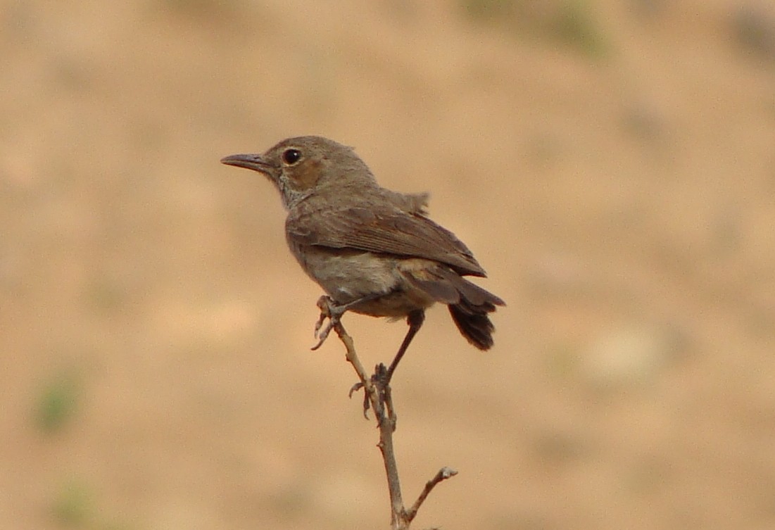 Brown-tailed Chat - ML219356021