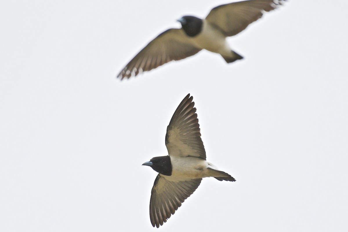 Great Woodswallow - Jacques Erard