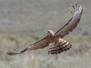 - Pale Chanting-Goshawk