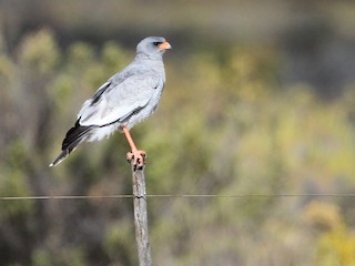 - Pale Chanting-Goshawk