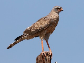  - Pale Chanting-Goshawk