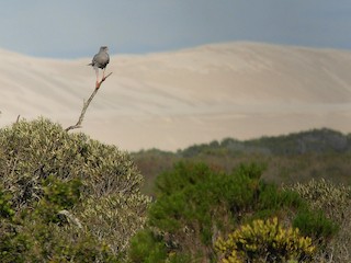  - Pale Chanting-Goshawk