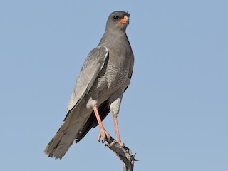  - Pale Chanting-Goshawk