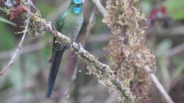 Long-tailed Sylph - ML219359621