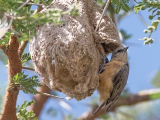 Гнездо (Buff-bellied) - Stratton Hatfield - ML219363301