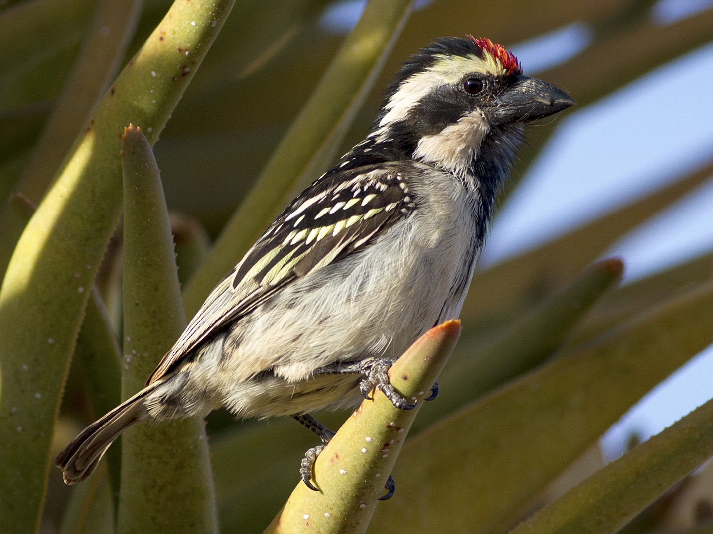 Pied Barbet - Stephen Murray