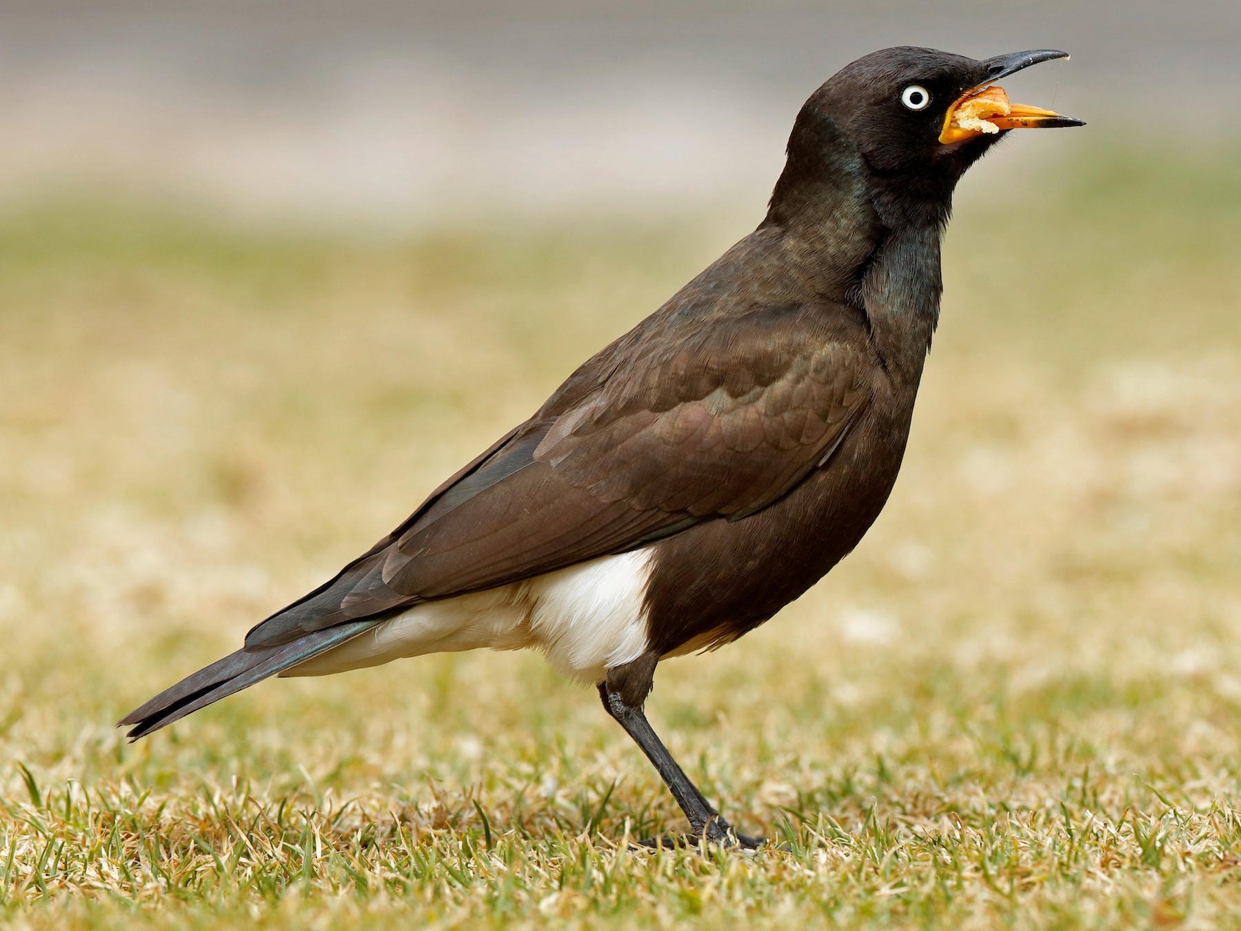 African Pied Starling - Holger Teichmann