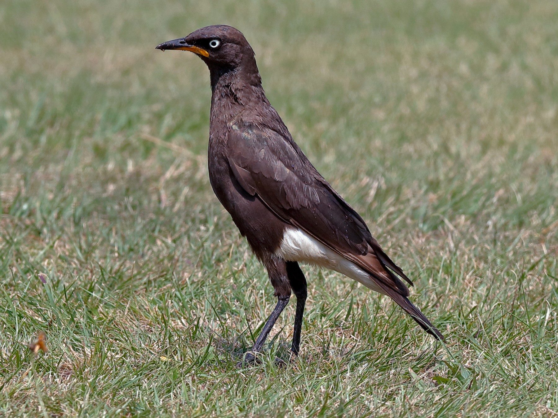 African Pied Starling - Holger Teichmann