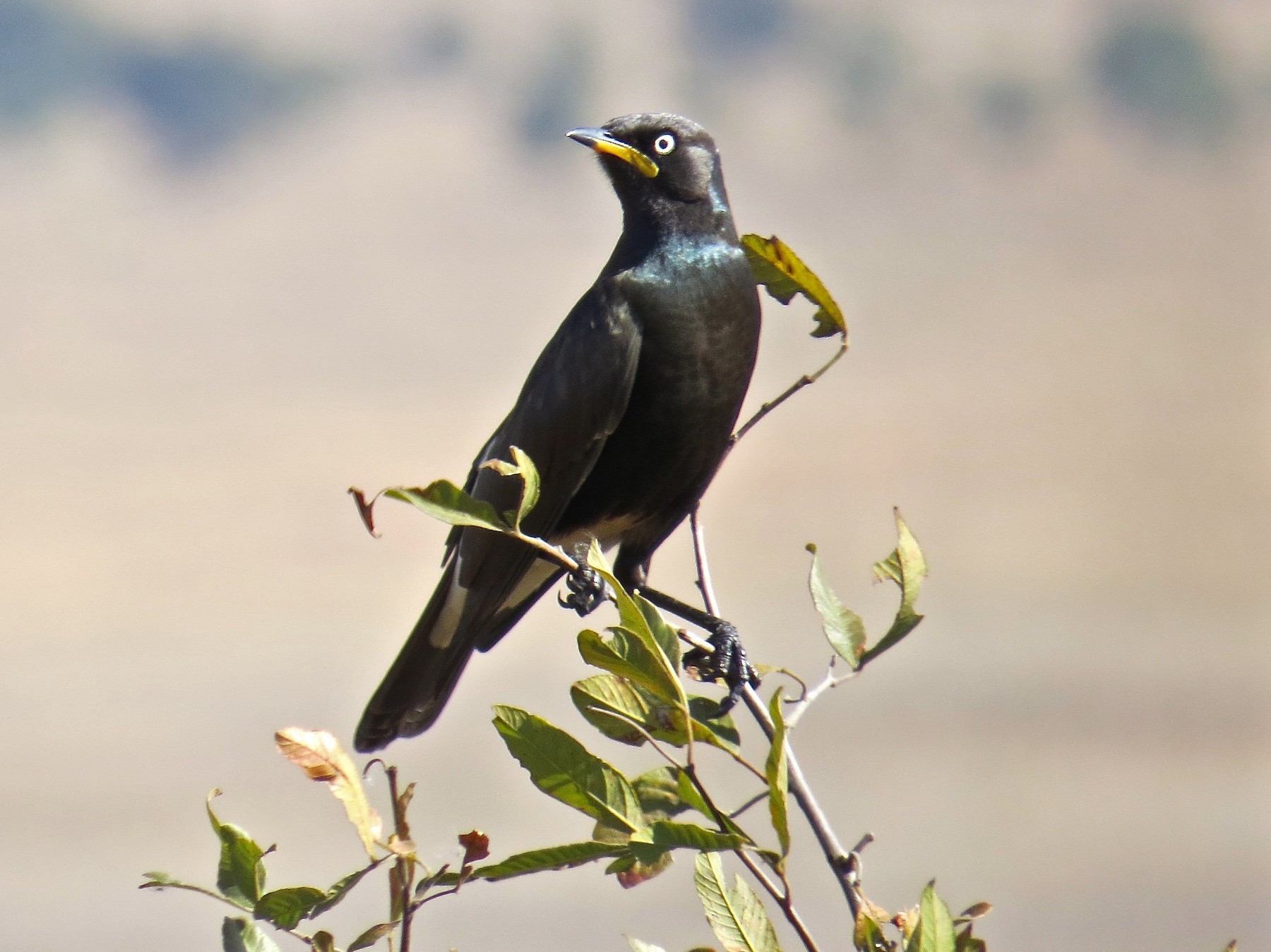 African Pied Starling - Kenneth Weaver
