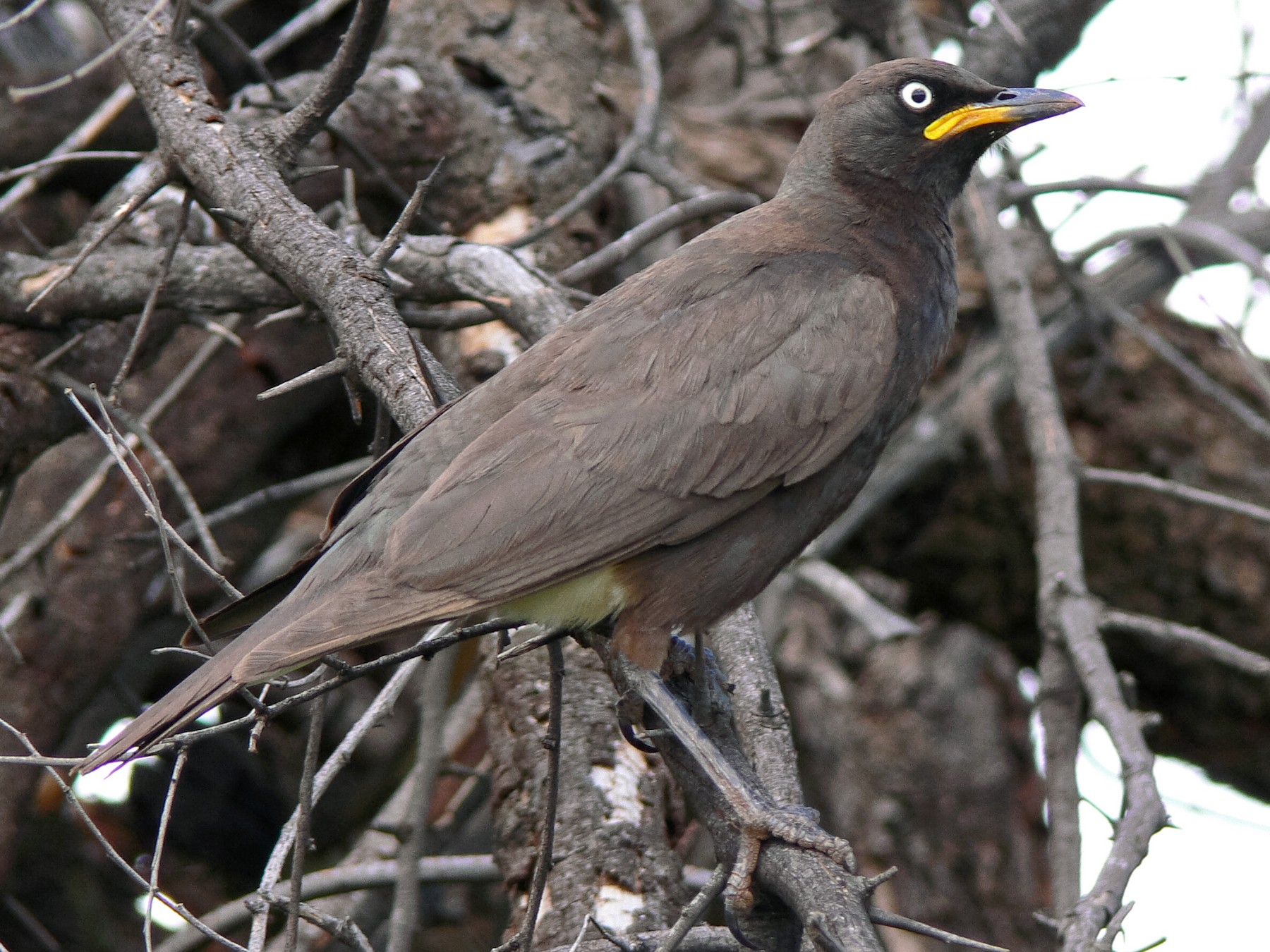 African Pied Starling - eBird