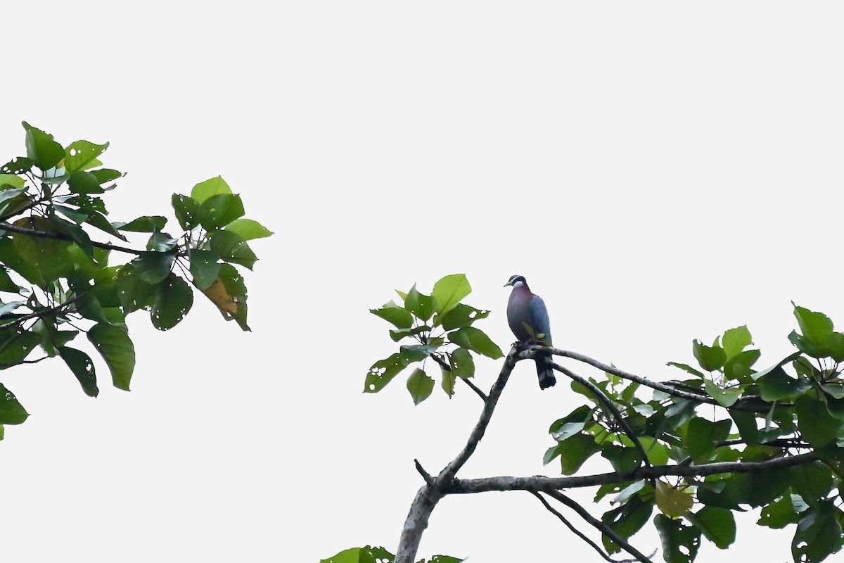 Collared Imperial-Pigeon - ML219368311