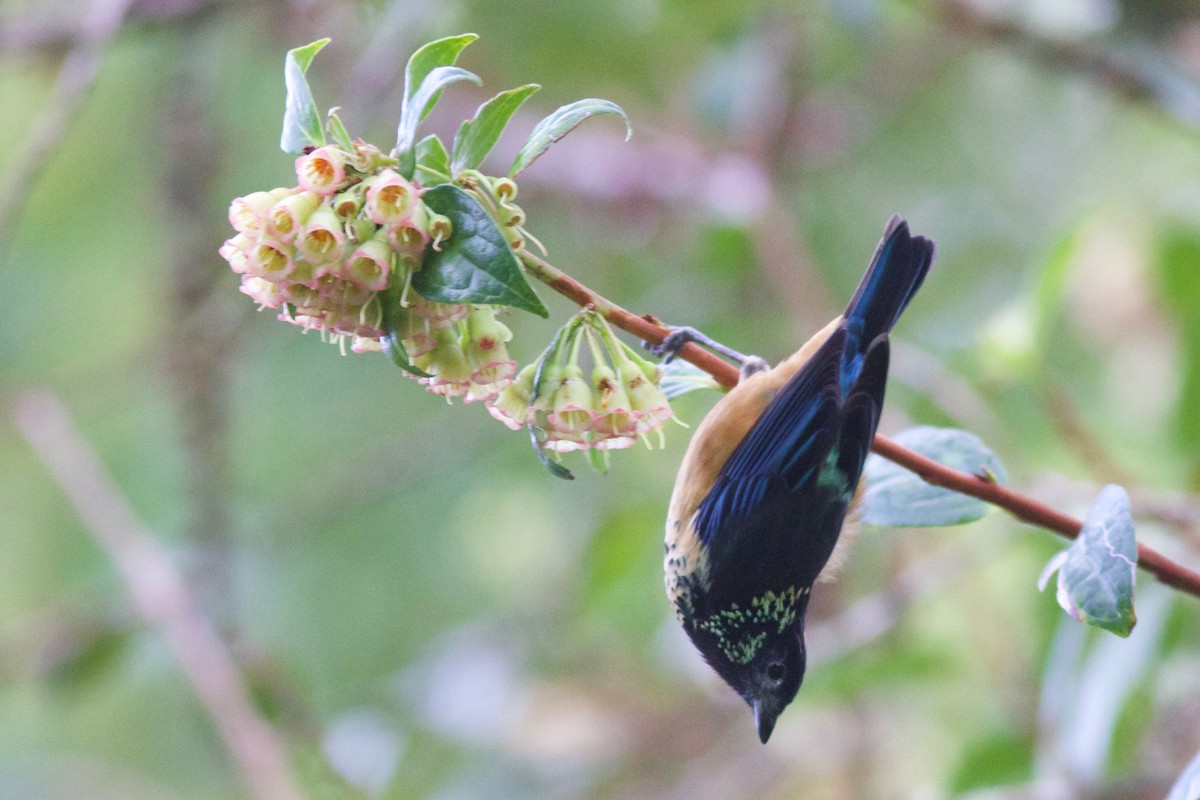Spangle-cheeked Tanager - Gabriel Leite