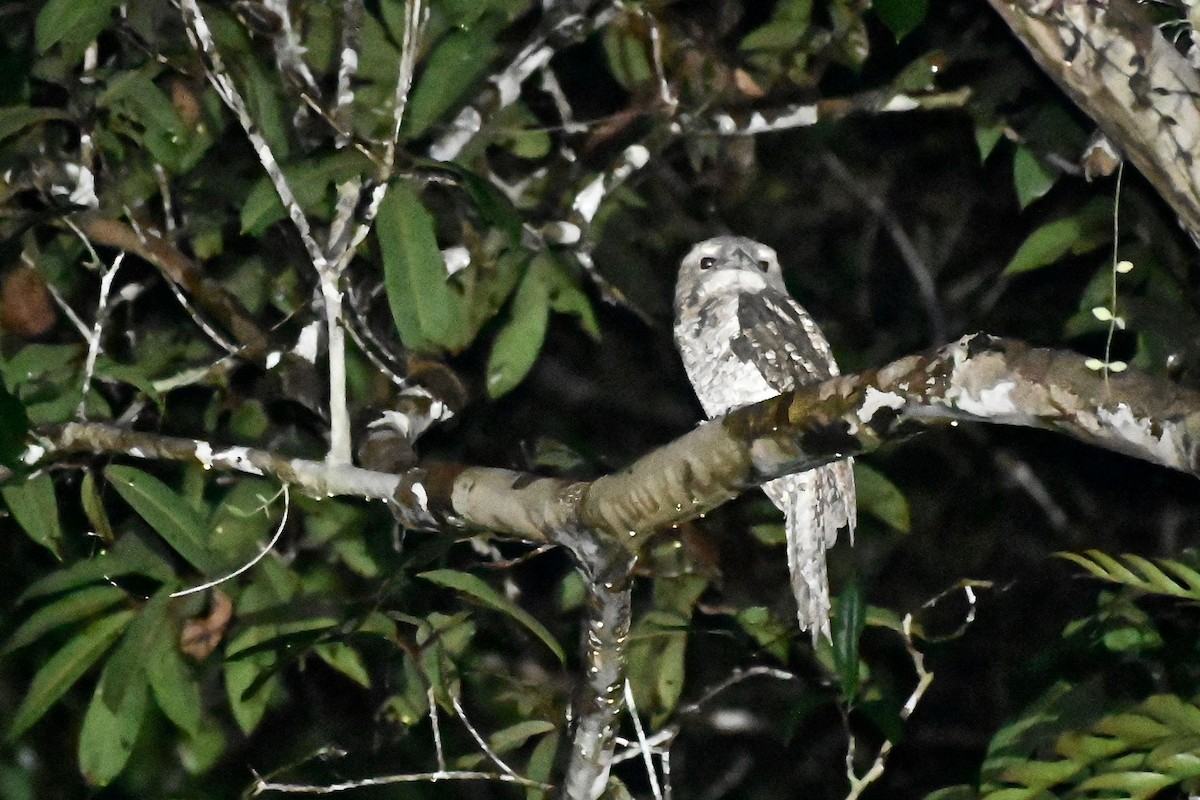 Marbled Frogmouth - ML219371871