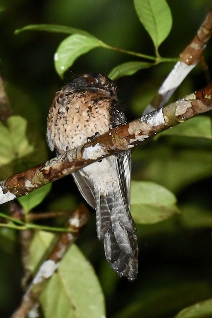 Wallace's Owlet-nightjar