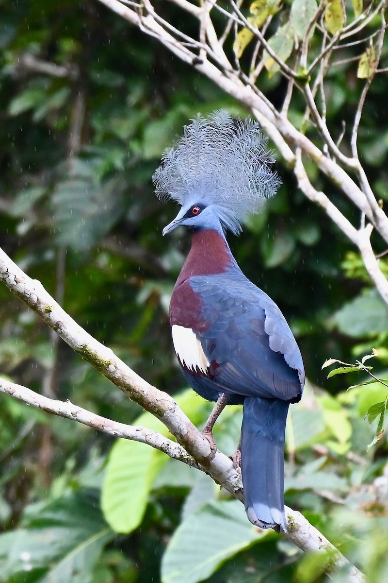 Sclater's Crowned-Pigeon - ML219373731