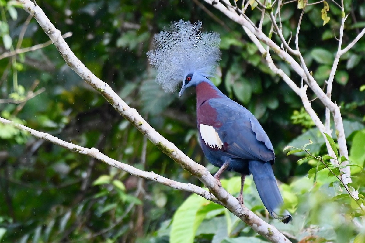 Sclater's Crowned-Pigeon - Jacques Erard
