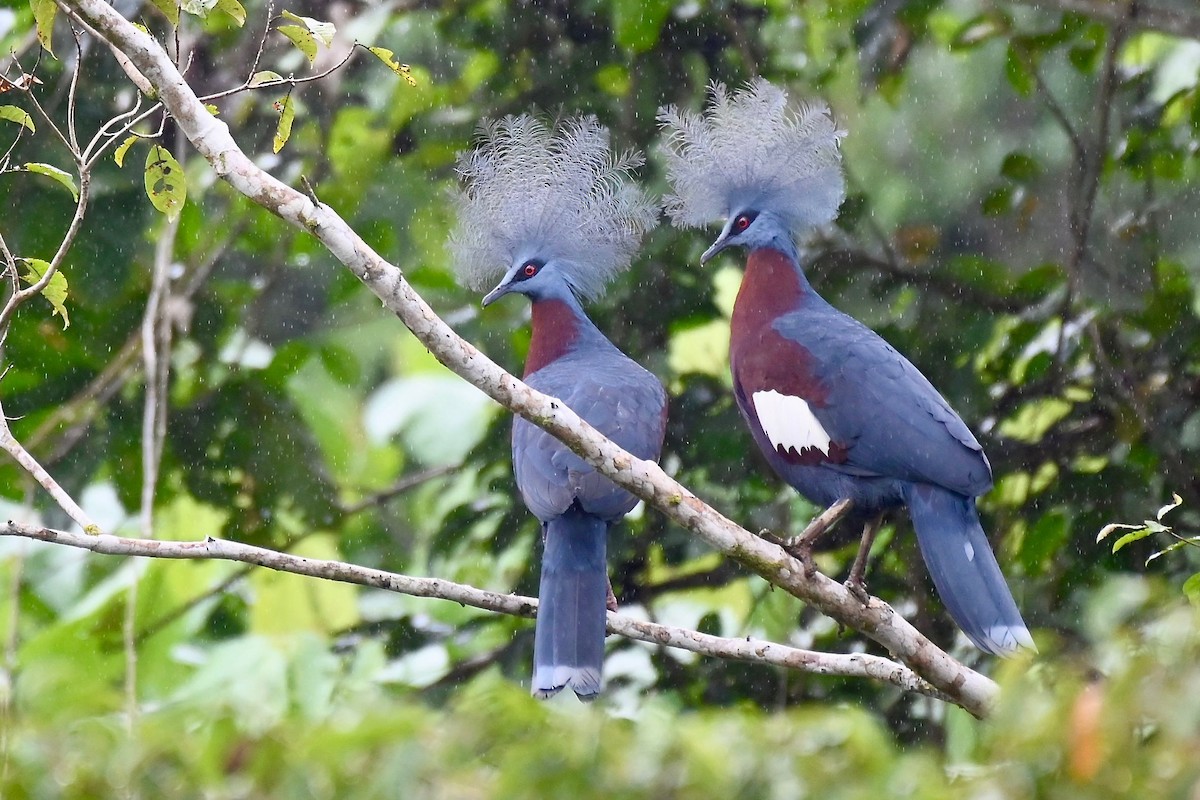 Sclater's Crowned-Pigeon - Jacques Erard
