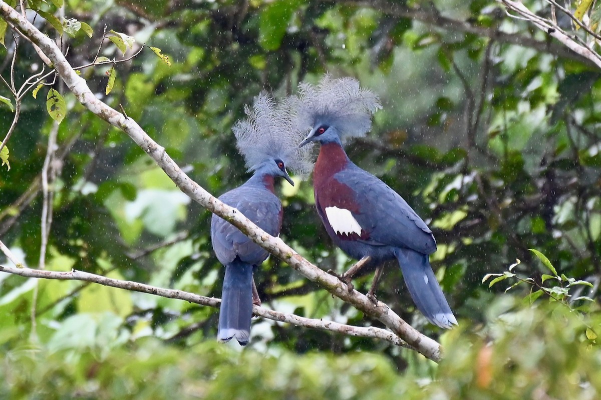 Sclater's Crowned-Pigeon - ML219373791
