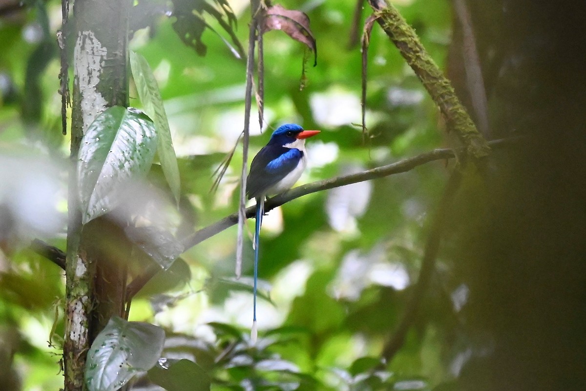 Little Paradise-Kingfisher - Jacques Erard