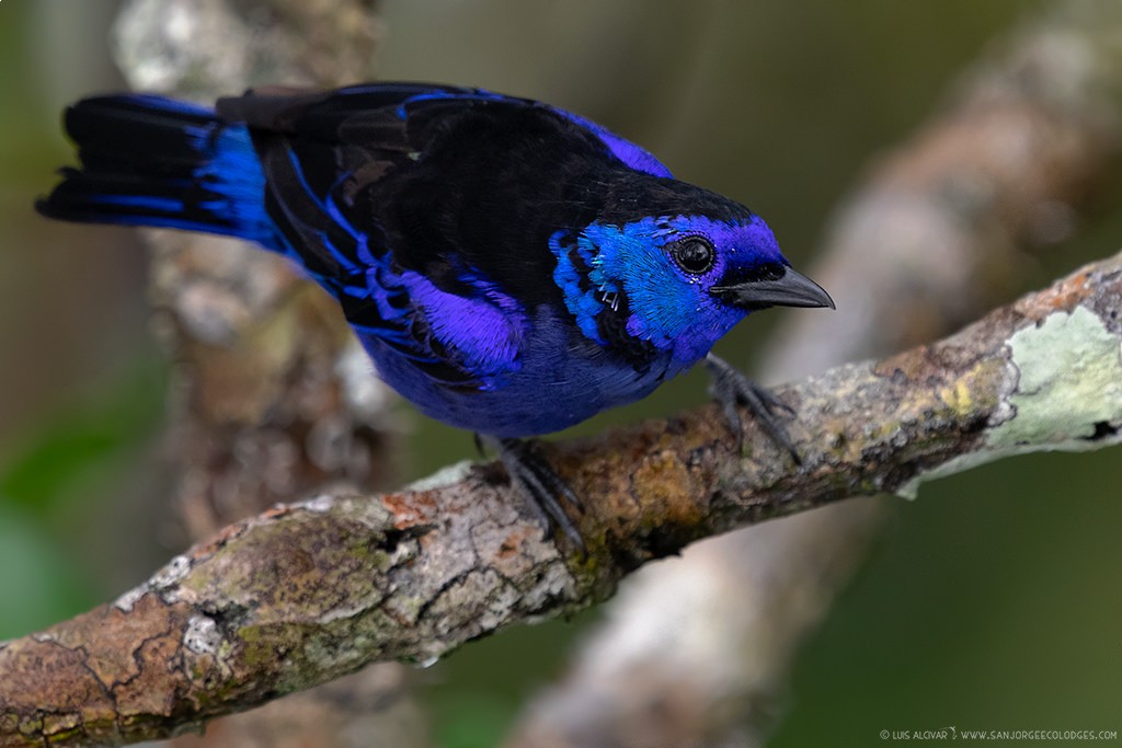 Opal-rumped Tanager - ML219374591