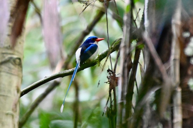 Common Paradise-Kingfisher