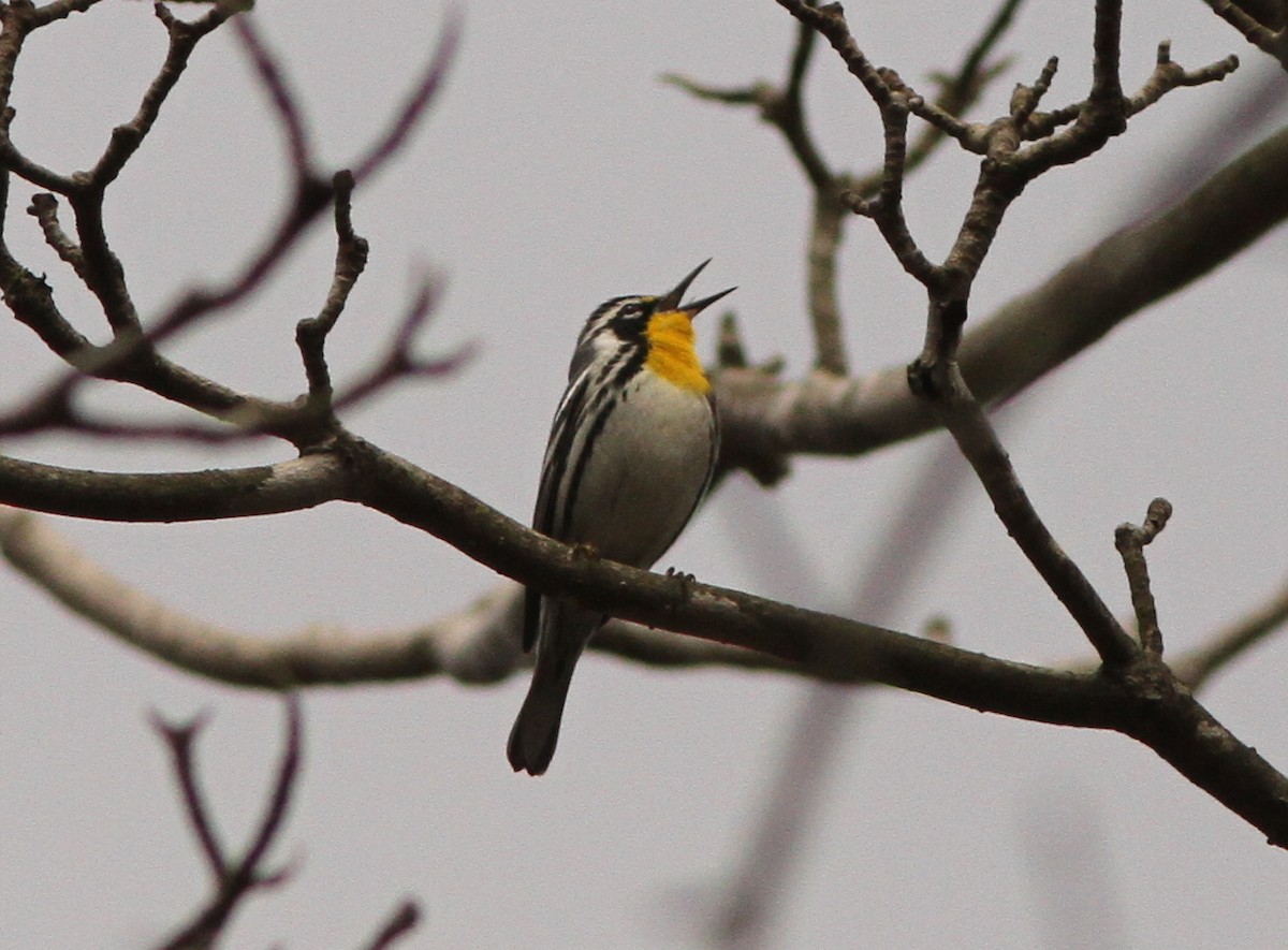 Yellow-throated Warbler - ML219375951