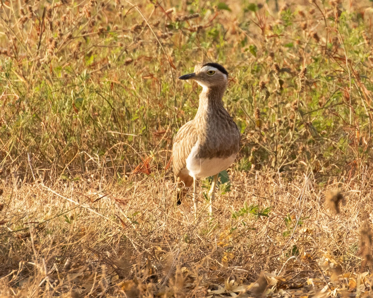 Double-striped Thick-knee - ML219377581
