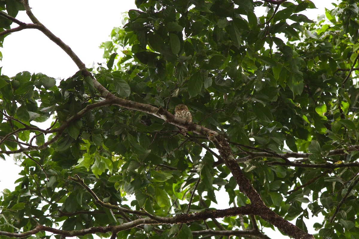 Central American Pygmy-Owl - Gabriel Leite