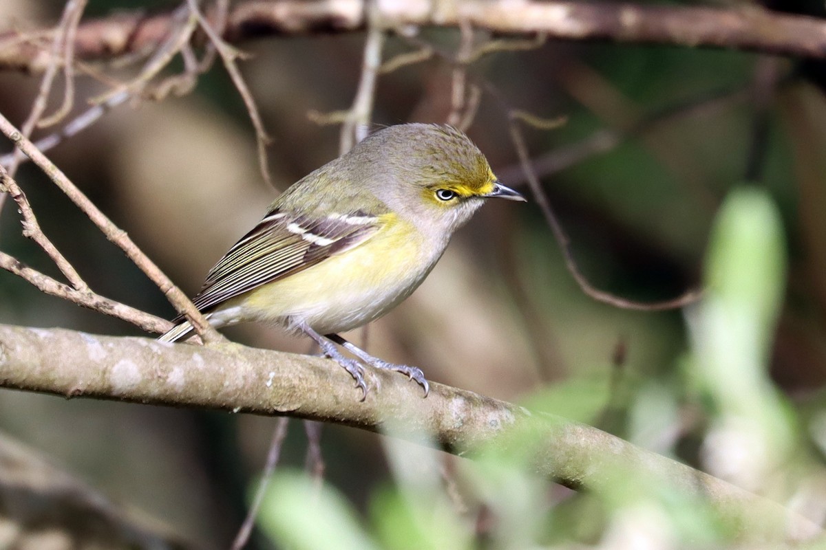 White-eyed Vireo - Colin Sumrall