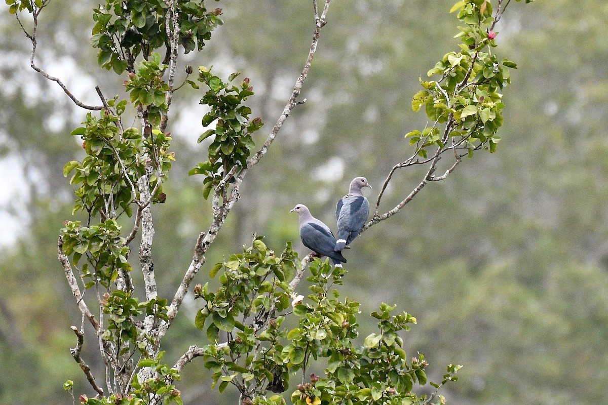 Pinon's Imperial-Pigeon - ML219386341