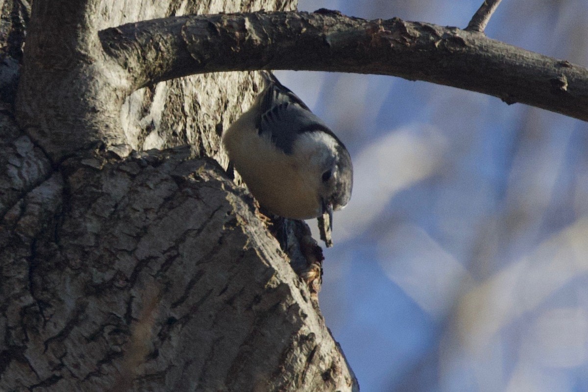 White-breasted Nuthatch - ML219387441