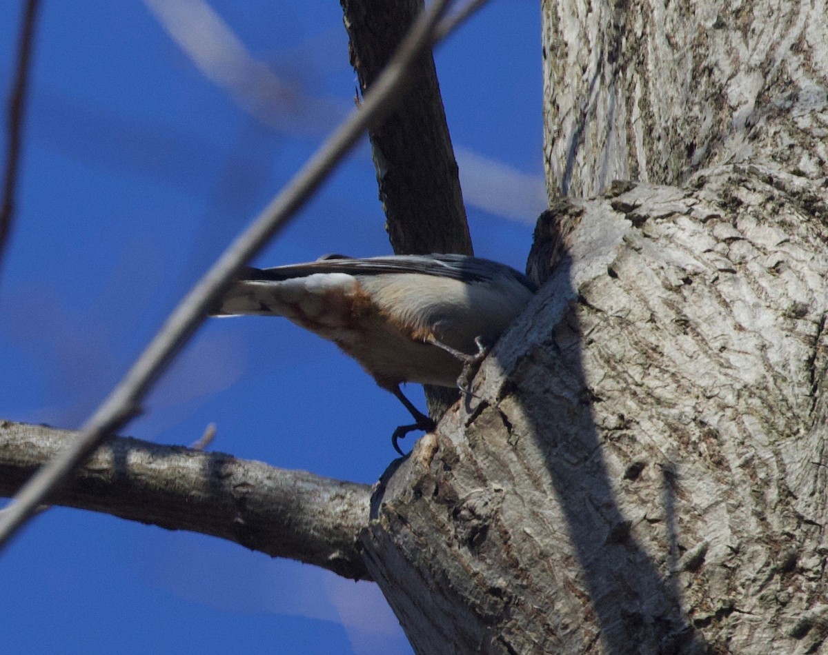 White-breasted Nuthatch - ML219387461