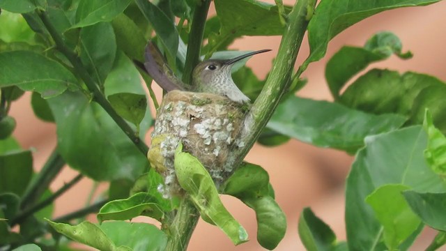 Spot-throated Hummingbird - ML219390571