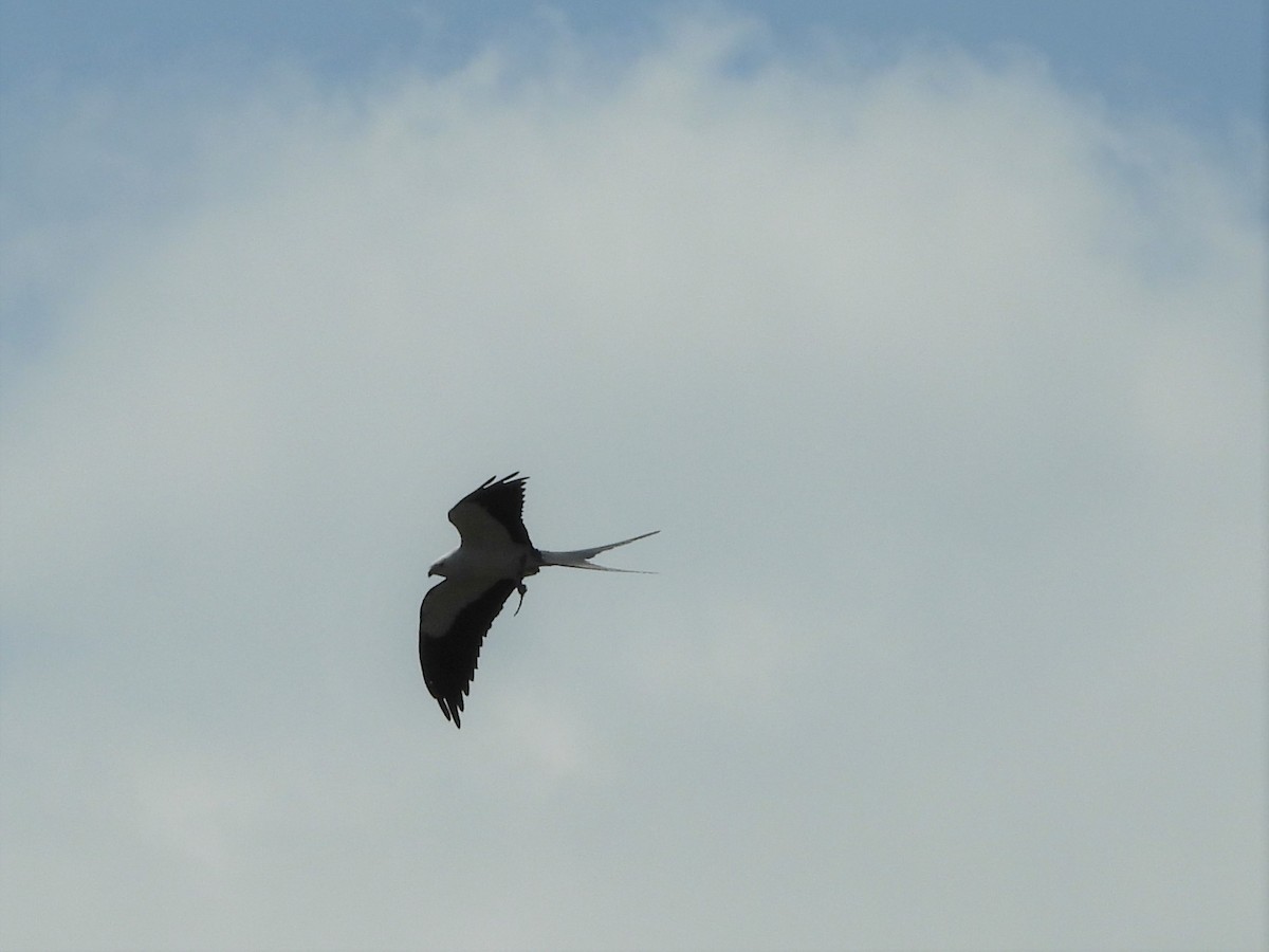 Swallow-tailed Kite - ML219390691
