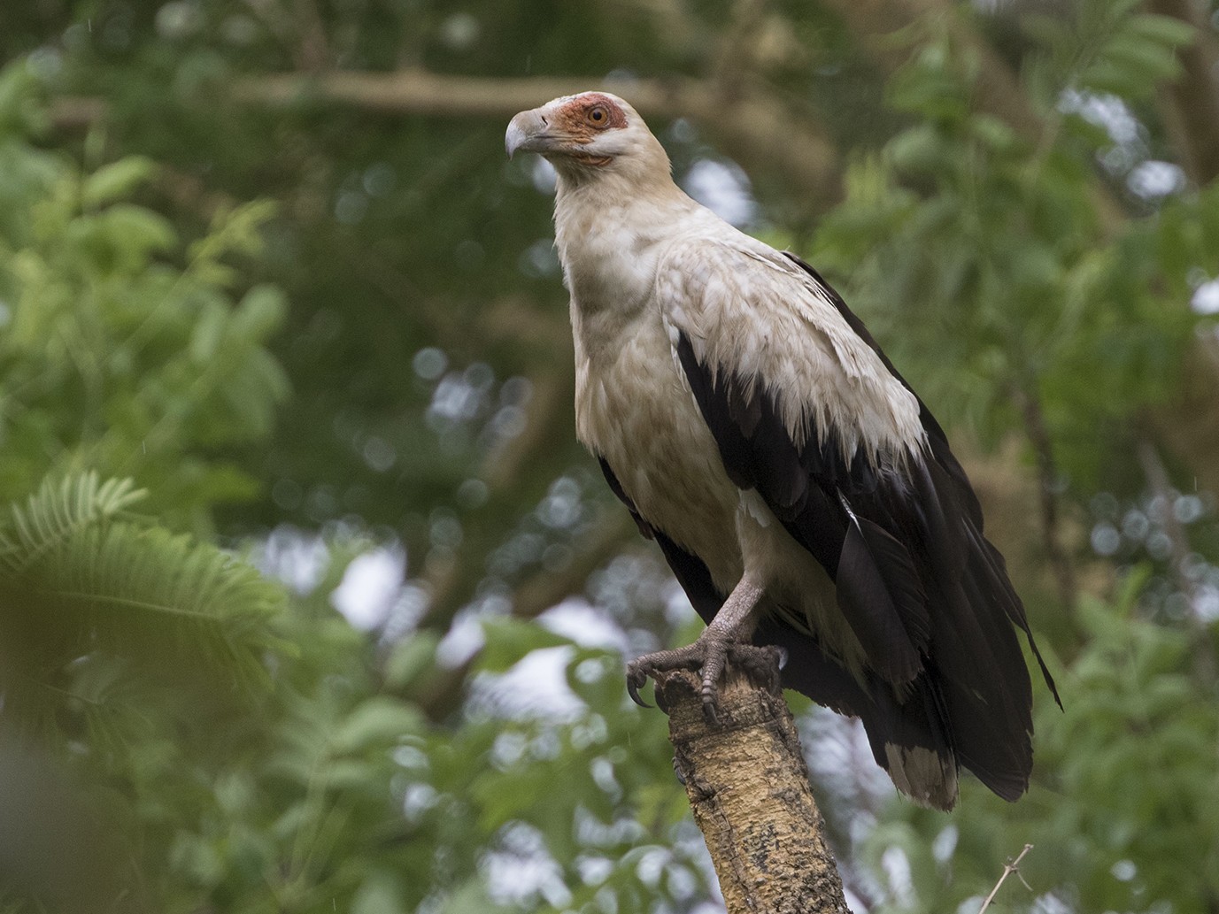 Palmnut Vulture eBird