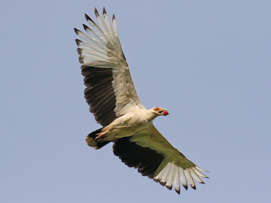 Palmnut Vulture eBird