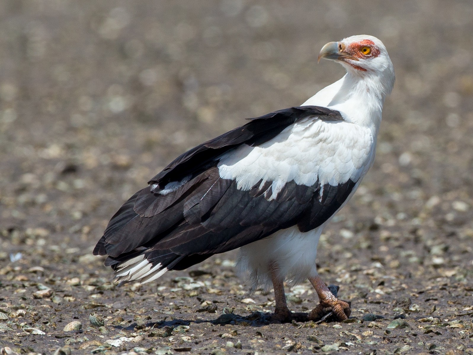 Palmnut Vulture eBird