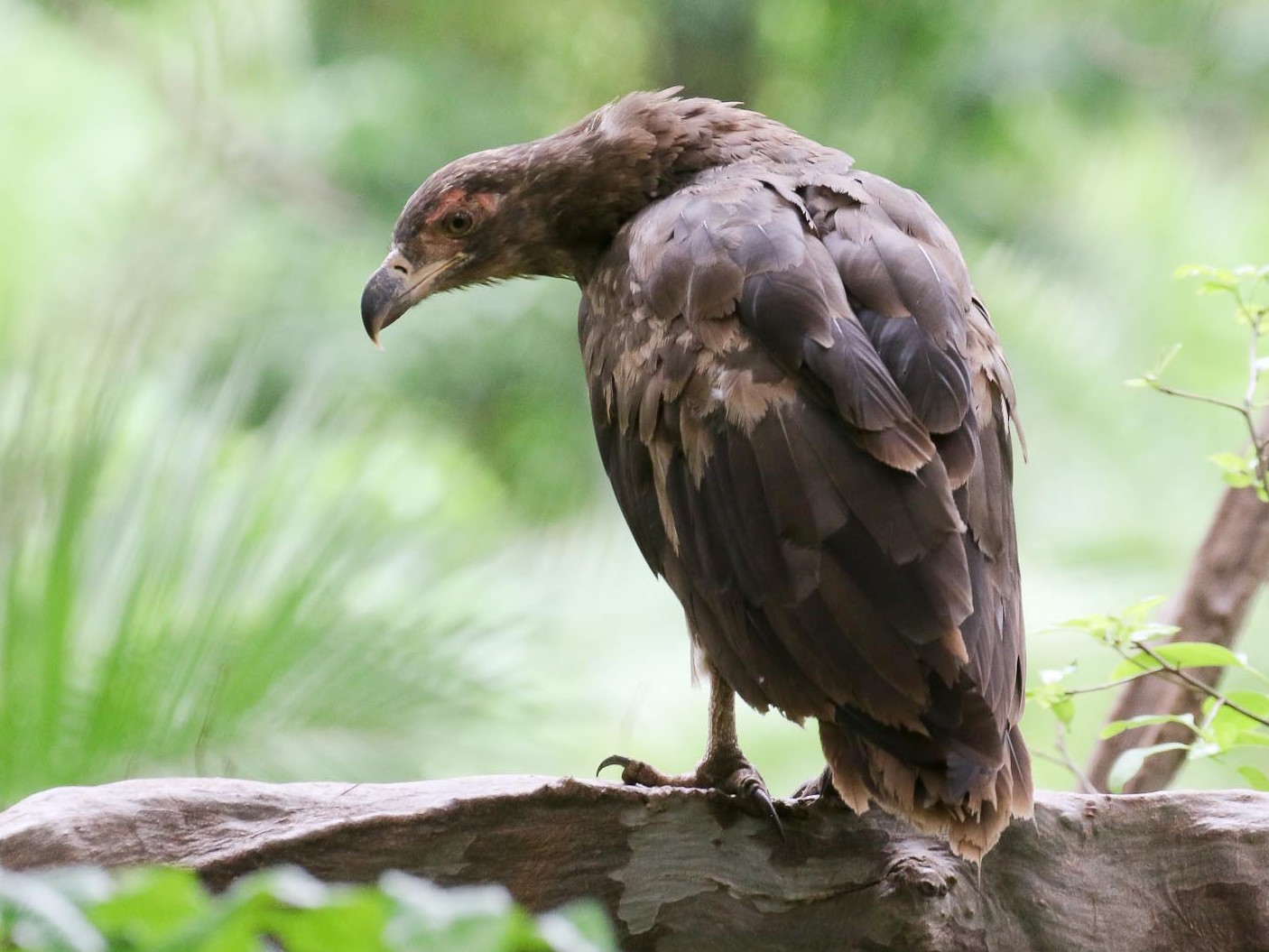 Palmnut Vulture eBird