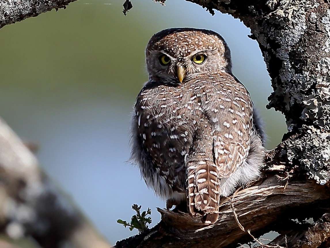 Pearl-spotted Owlet - Holger Teichmann