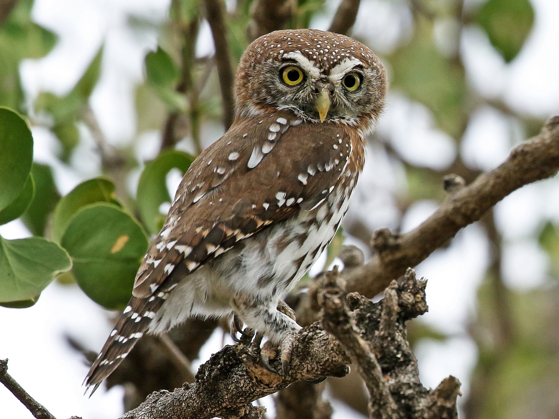 Pearl-spotted Owlet - Andrew Spencer