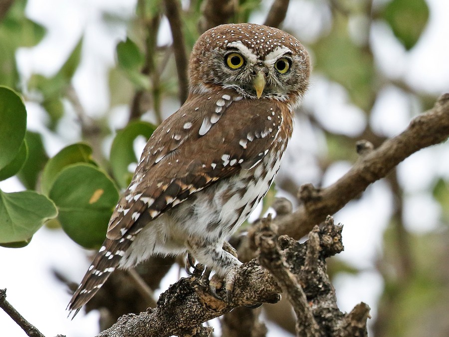 アフリカスズメフクロウ - eBird