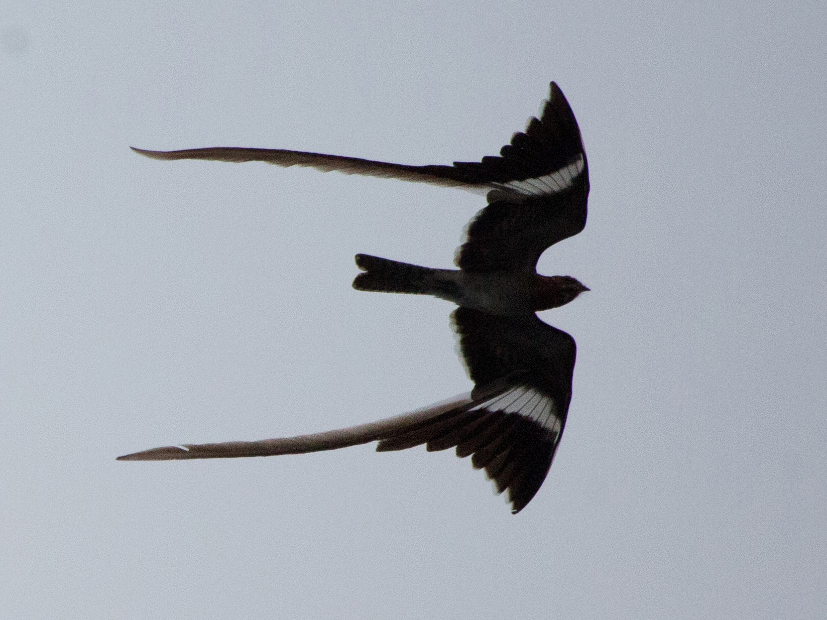 Pennant-winged Nightjar - Laura Keene