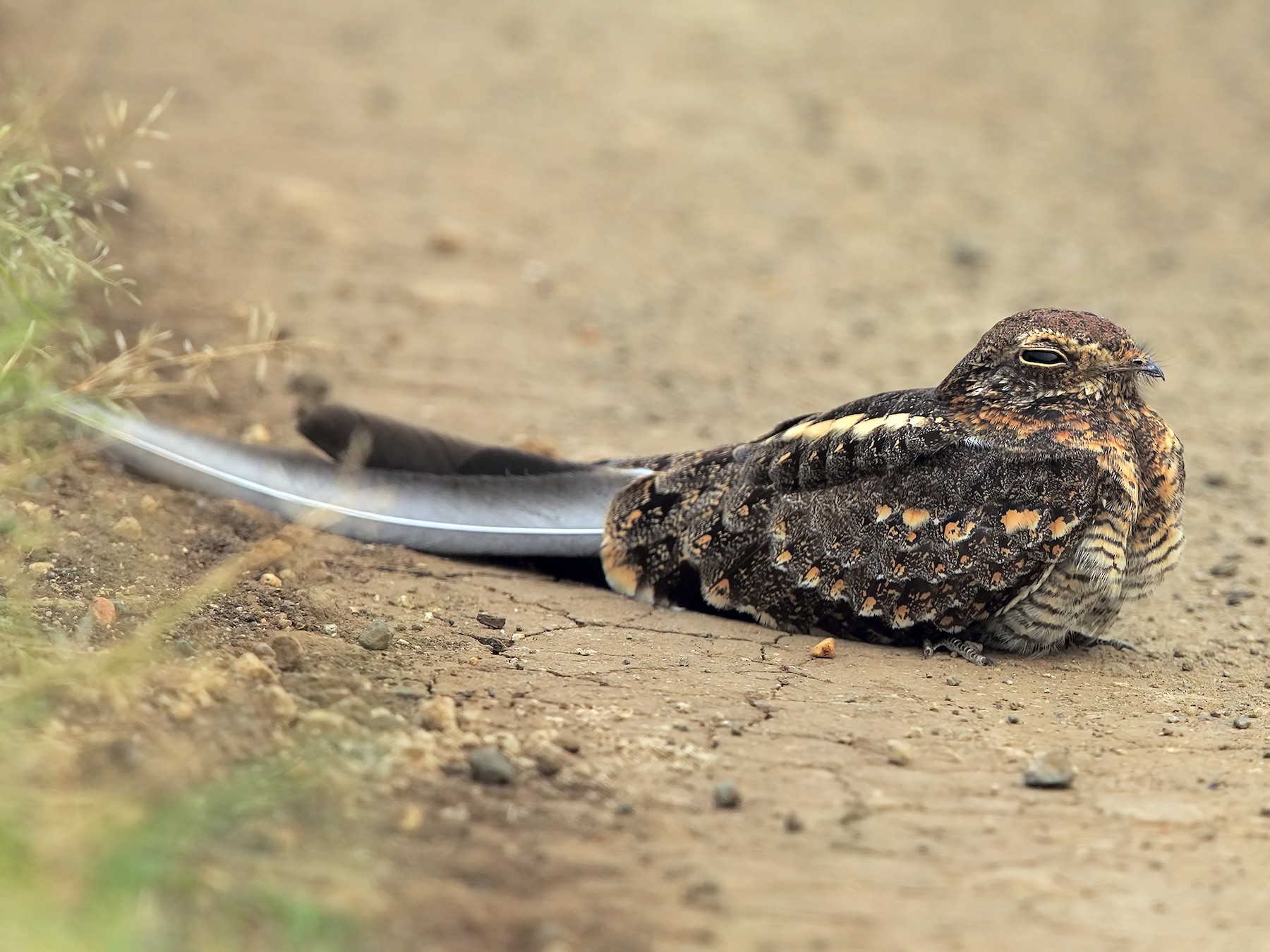 Pennant-winged Nightjar - Marco Valentini