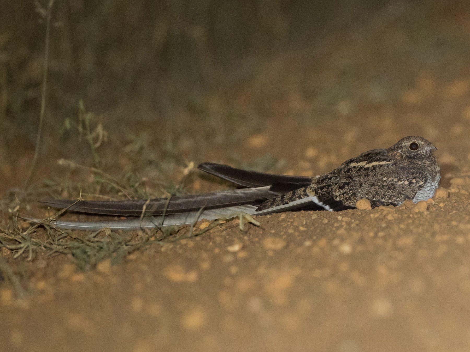 Pennant-winged Nightjar - Ian Davies