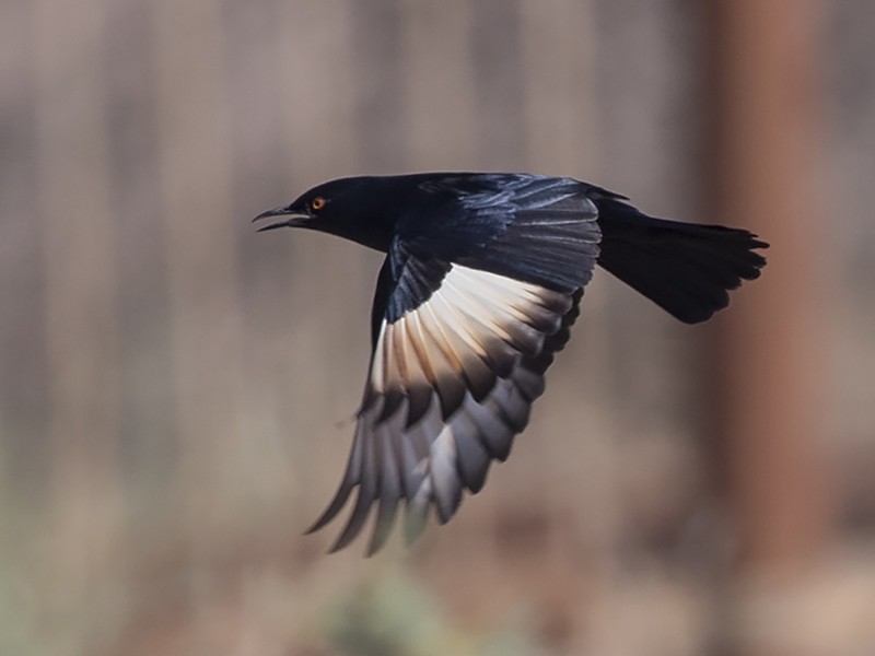 Pale-winged Starling - Niall D Perrins
