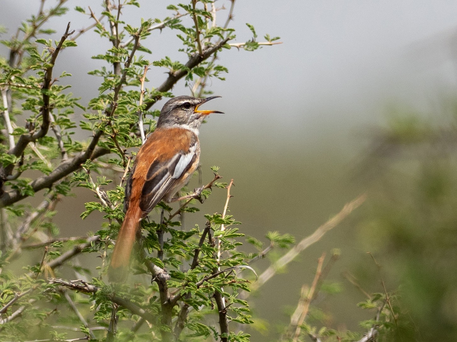 Red-backed Scrub-Robin - Forest Botial-Jarvis