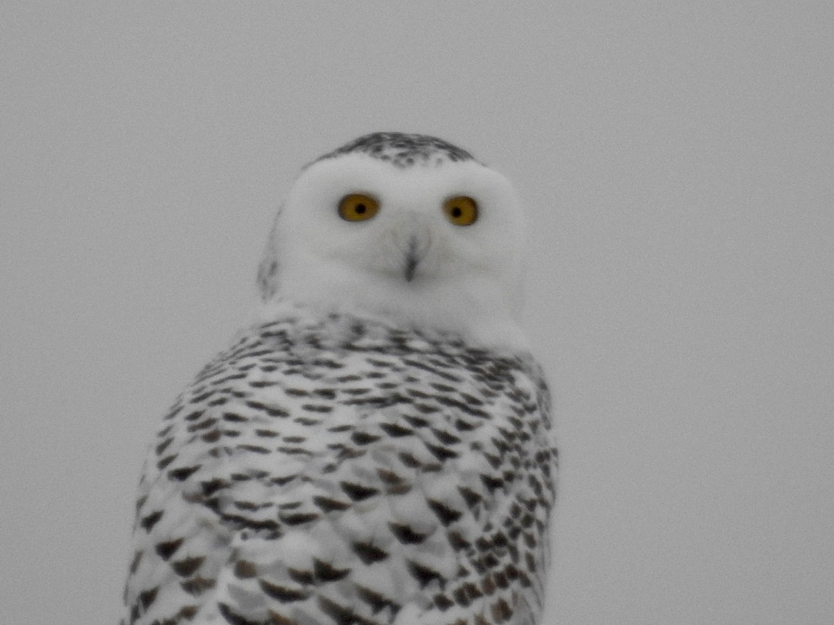 Snowy Owl - Joe Coppock